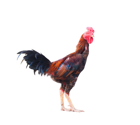 beautiful cock on isolated backgroundの写真素材