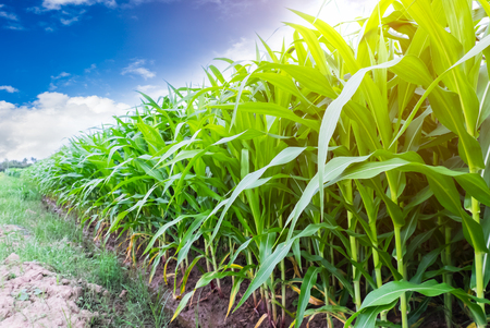 corn farming with sunshine and blue sky in morningの写真素材