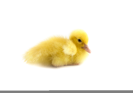 little baby duck isolated on white backgroundの写真素材