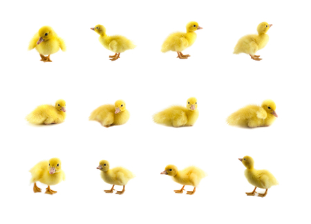 little baby ducks isolated on white backgroundの写真素材