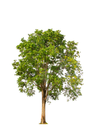 big tropical tree isolated on white backgroundの写真素材