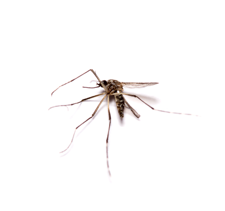 dead black culex mosquito isolated on white backgroundの写真素材