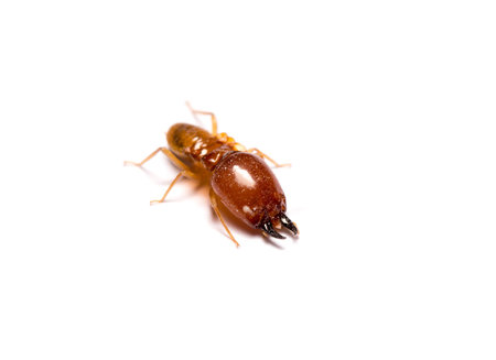 closeup big termite soldier isolated on white background