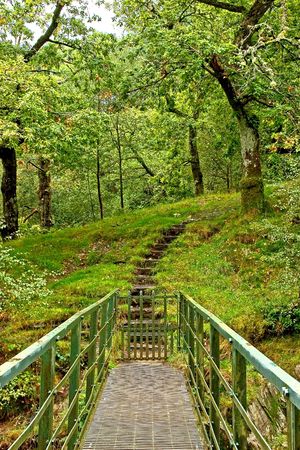 steps into the woodsの写真素材