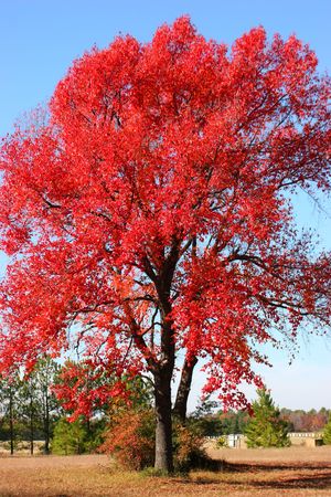 Flame Red Treeの写真素材