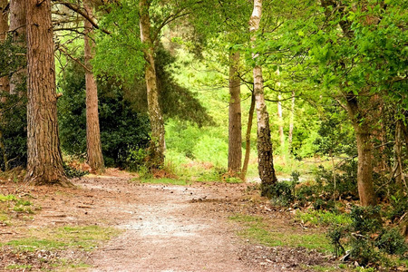 Track through the New Forest in Hampshire, Englandの写真素材
