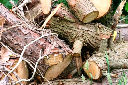 Pile of sawn logs waiting to be choppedの写真素材