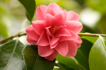 A Pink Camellia in full bloomの写真素材