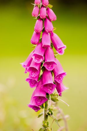 Dripping pink Foxglove stem in full bloomの写真素材
