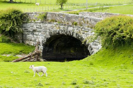 A bridge in welsh valley with a sheep in frontの写真素材