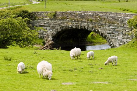 A bridge in welsh valley with several sheep in frontの写真素材
