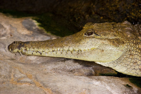 An Australian freshwater crocodile keeps a fixed stare