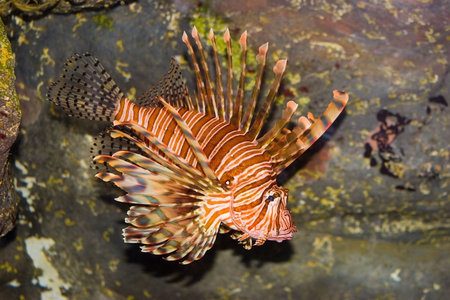 A poison stonefish from Australia's east coast
