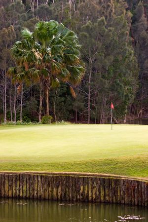 A palm tree close to a lonely golf green in the swamp, Queensland, Australiaの写真素材