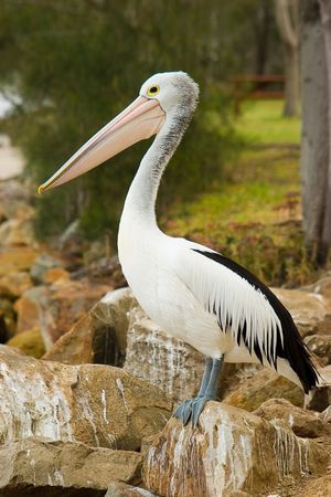 An Australian Pelican stands proud on rocksの写真素材