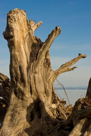 A twisted tree stump against a blue skyの写真素材