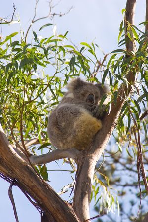 A Koala bear resting in a eucalyptus treeの写真素材