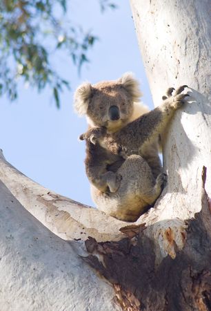 A Koala bear with a baby resting in a eucalyptus treeの写真素材