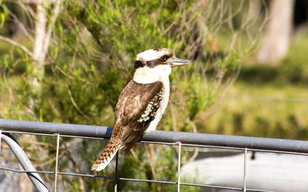 Kookaburra perched on a farmyard fenceの写真素材