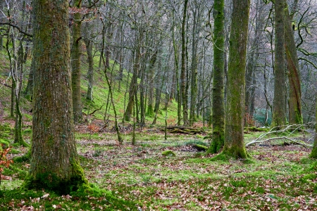 Rydal Forestの写真素材