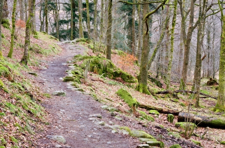 Rydal Forest Pathの写真素材