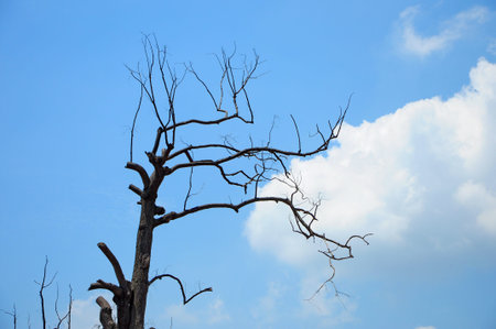 Dead tree on blue sky
