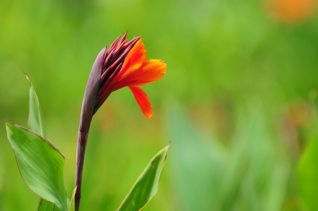 Cannaceaeの写真素材