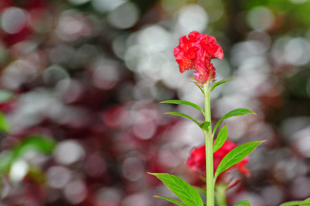 Cockscomb flower