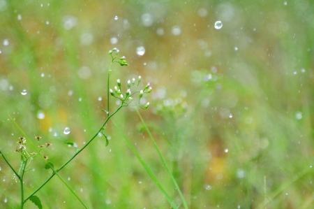 grassの写真素材