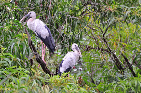 Open-billed stork