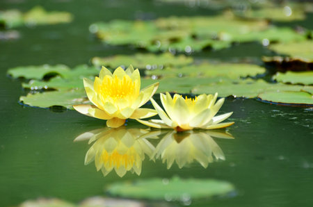 Lotus Flowerの写真素材