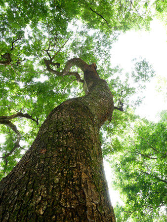 Forest tree backgound, Tree branches low angle view.
