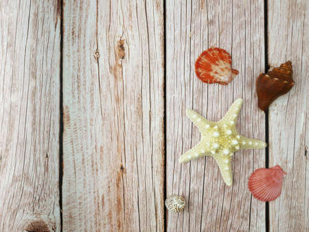 Sea shells on the wooden backgroundの写真素材