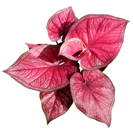 Caladium leaves on isolated white background, Nature colorful leaf.