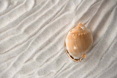Seashells on beach sand. Top view with copy space. Flat lay.