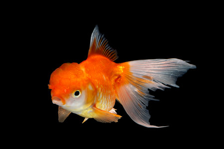 Goldfish isolated on black background. Oranda goldfishの写真素材