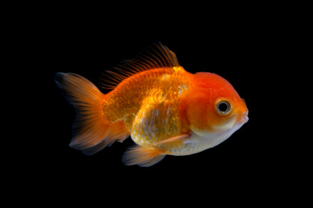 Goldfish isolated on black background. Oranda Goldfishの写真素材
