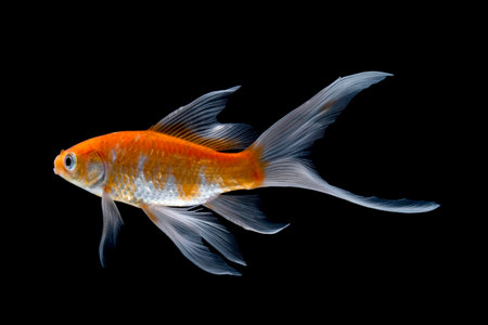 Goldfish isolated on black background. Comet Goldfishの写真素材