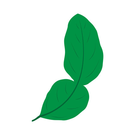 lime leaves  designのイラスト素材