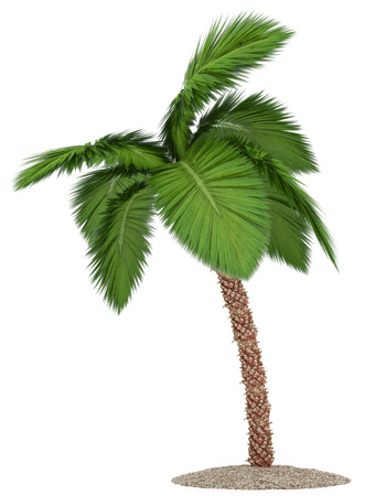 palm tree isolated on white backgroundの写真素材