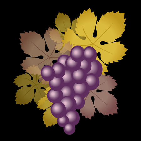 Grapes purpleのイラスト素材