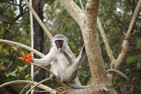 African monkeyの写真素材