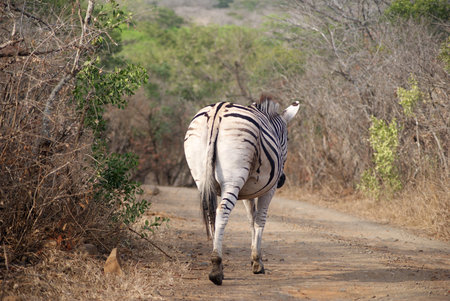 zebra backの写真素材