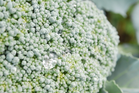 Drops of water on the vegetablesの写真素材