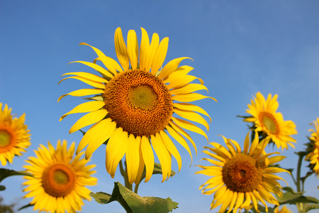 sunflowerの写真素材
