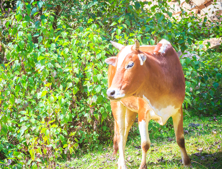 A portrait of a red cow in the forest of Nepal.の写真素材