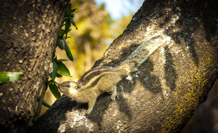 A beautiful baby Squirrel is about to jump on the Tree.