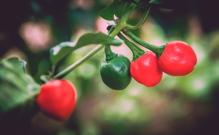 Green and Red organic chillies with leaves grown at the Garden in Nepal.の写真素材