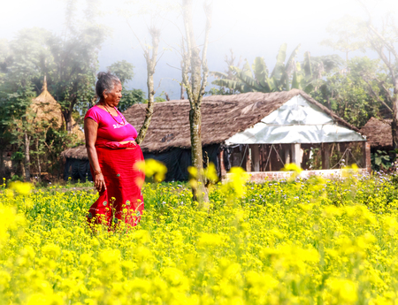Chitwan,Nepal - Dec 11,2015: A Nepali woman in the mustard field in early foggy morning near the house in the village of Chitwan.のeditorial素材