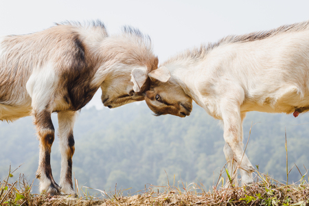 Himalayan goats fighting at the field.の写真素材